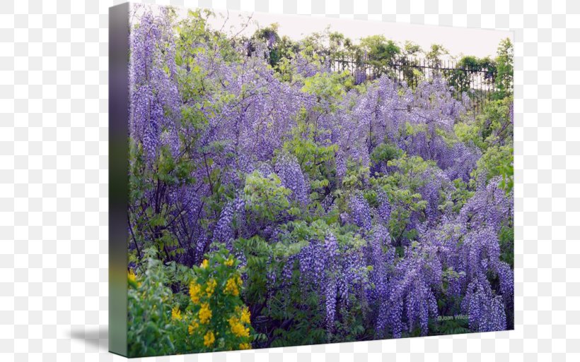 English Lavender Ecosystem Shrub Wildflower, PNG, 650x513px, English Lavender, Ecosystem, Flora, Flower, Flowering Plant Download Free