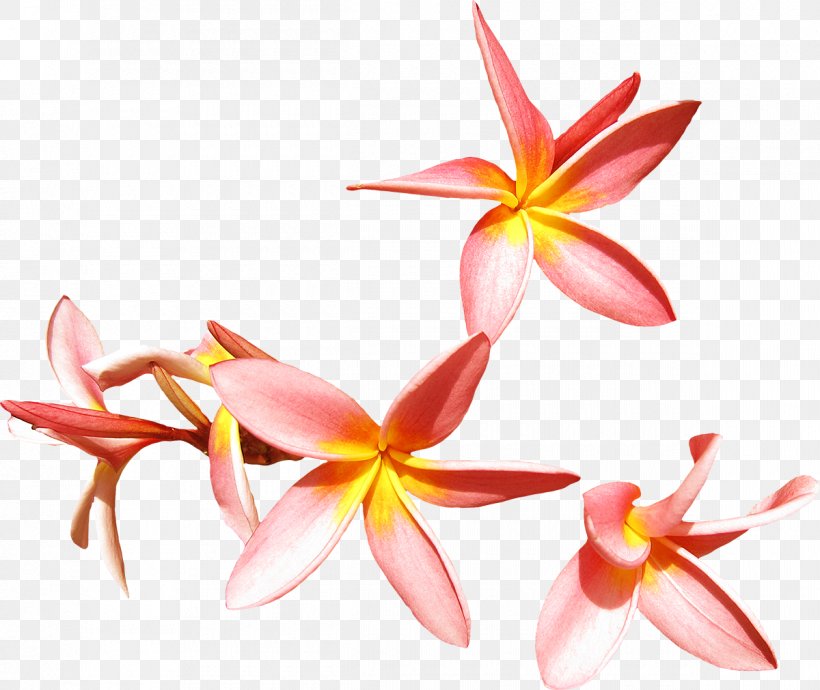 Flower Frangipani Clip Art, PNG, 1200x1011px, Flower, Cut Flowers, Flora, Flowering Plant, Frangipani Download Free