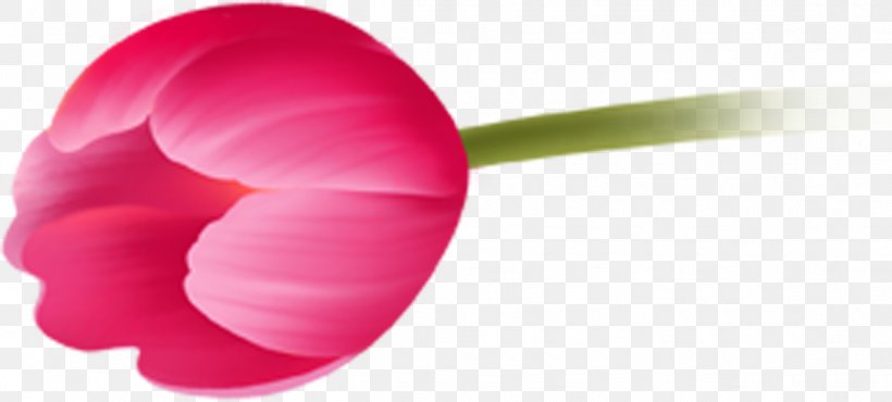 Petal Close-up Magenta Tulip, PNG, 1145x517px, Petal, Close Up, Closeup, Flower, Lip Download Free