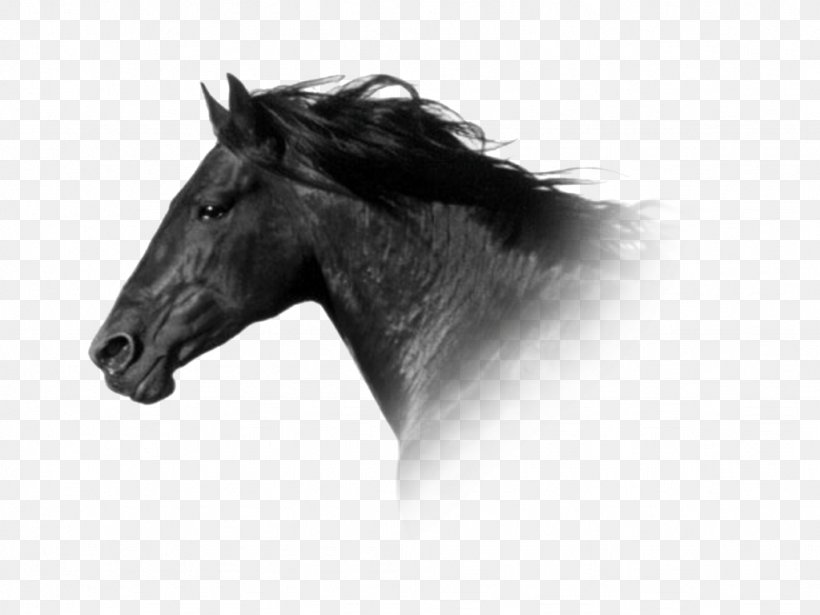 Connemara Pony Mane Mustang Stallion, PNG, 1024x768px, Pony, Black And White, Breed, Bridle, Canter And Gallop Download Free