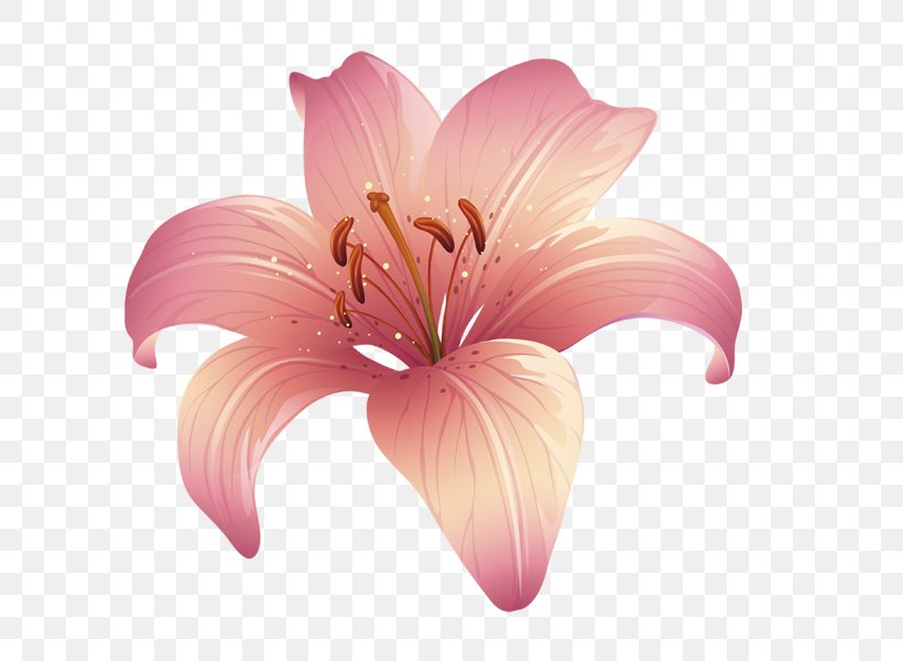 Lilium Floral Design Pink, PNG, 600x600px, Lilium, Cartoon, Cut Flowers, Designer, Fleurdelis Download Free