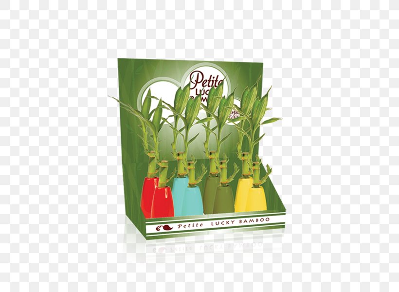 Lucky Bamboo Plant Flowerpot, PNG, 600x600px, Lucky Bamboo, Bamboo, Ceramic, Company, Flowerpot Download Free