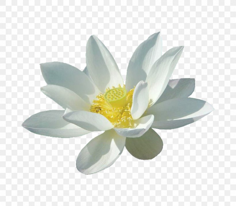 Nelumbo Nucifera White Flower, PNG, 1001x873px, Nelumbo Nucifera, Aquatic Plant, Element, Flower, Flowering Plant Download Free