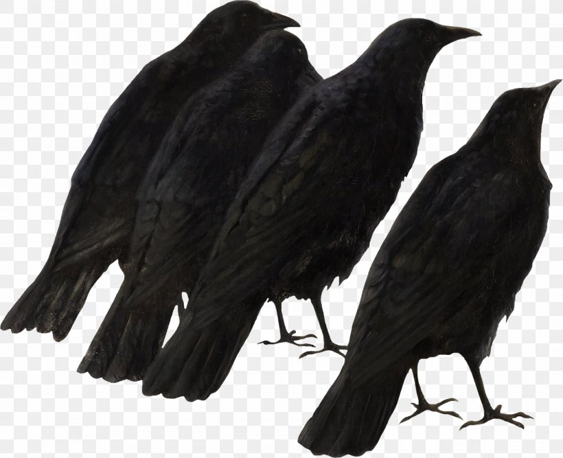 American Crow Rook New Caledonian Crow Bird, PNG, 1600x1303px, American Crow, Art, Beak, Bird, Black And White Download Free