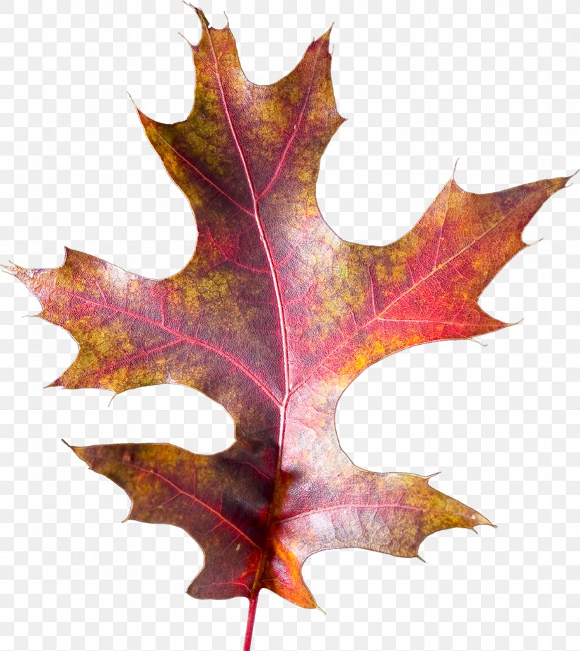 Maple Leaf Photography, PNG, 1068x1200px, Maple Leaf, Anthology, Autumn, Et Cetera, Leaf Download Free