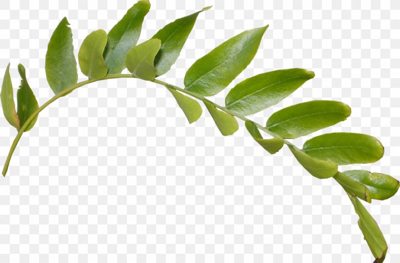 Leaf Image Plant Stem Twig, PNG, 948x624px, Leaf, Botany, Branch, Flame, Flower Download Free