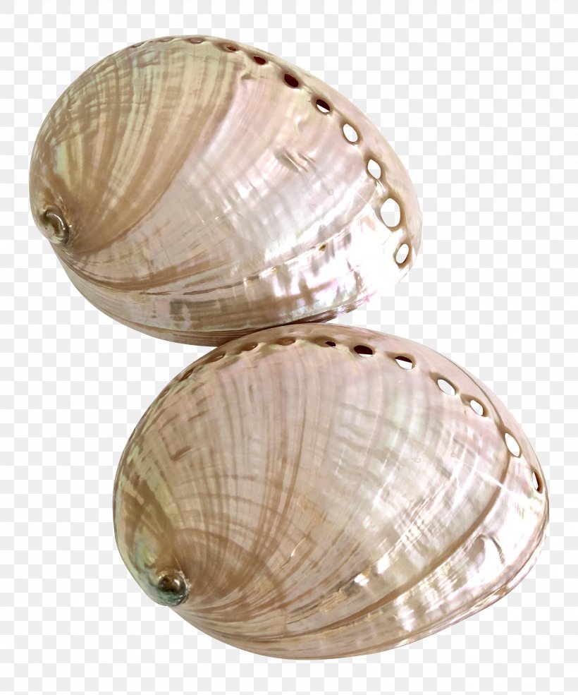 Sea Cartoon, PNG, 2564x3083px, Abalone, Beige, Bivalve, Ceiling, Ceiling Fixture Download Free