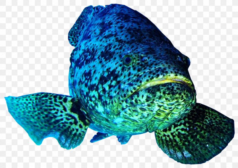 Atlantic Goliath Grouper Pacific Goliath Grouper Belize Barrier Reef Fish Giant Grouper, PNG, 847x599px, Atlantic Goliath Grouper, Banded Grouper, Belize Barrier Reef, Blue, Cobalt Blue Download Free