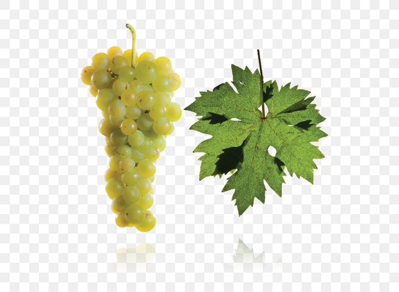 Grape Hárslevelű Furmint Wine Tokaj, PNG, 600x600px, Grape, Drawing, Food, Fruit, Grape Leaves Download Free