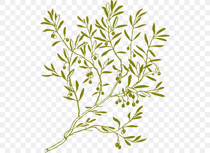 Olive Branch Clip Art, PNG, 504x600px, Olive Branch, Branch, Flora, Flower, Flowering Plant Download Free