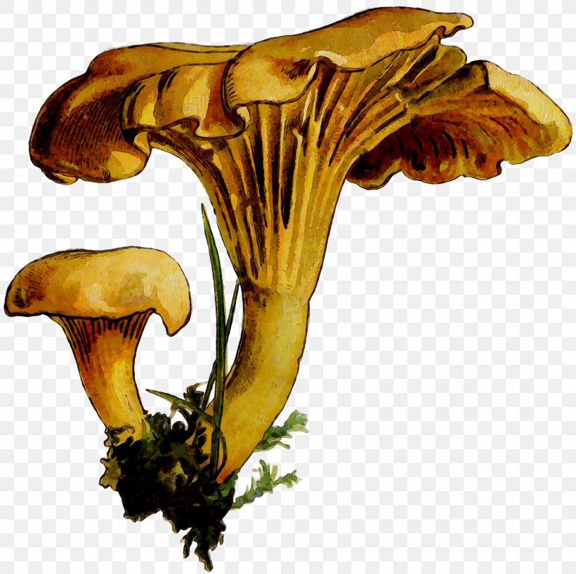 Edible Mushroom Plant Stem Plants, PNG, 2196x2192px, Edible Mushroom, Agaric, Agaricaceae, Agaricomycetes, Agaricus Download Free