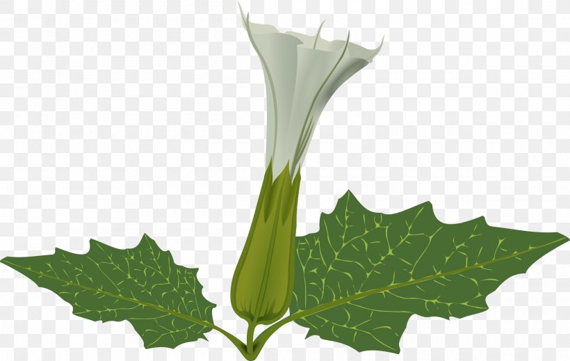 Flower Plant Stem Jimsonweed, PNG, 2400x1521px, Flower, Blue Rose, Datura, Daturas, Egyptian Lotus Download Free