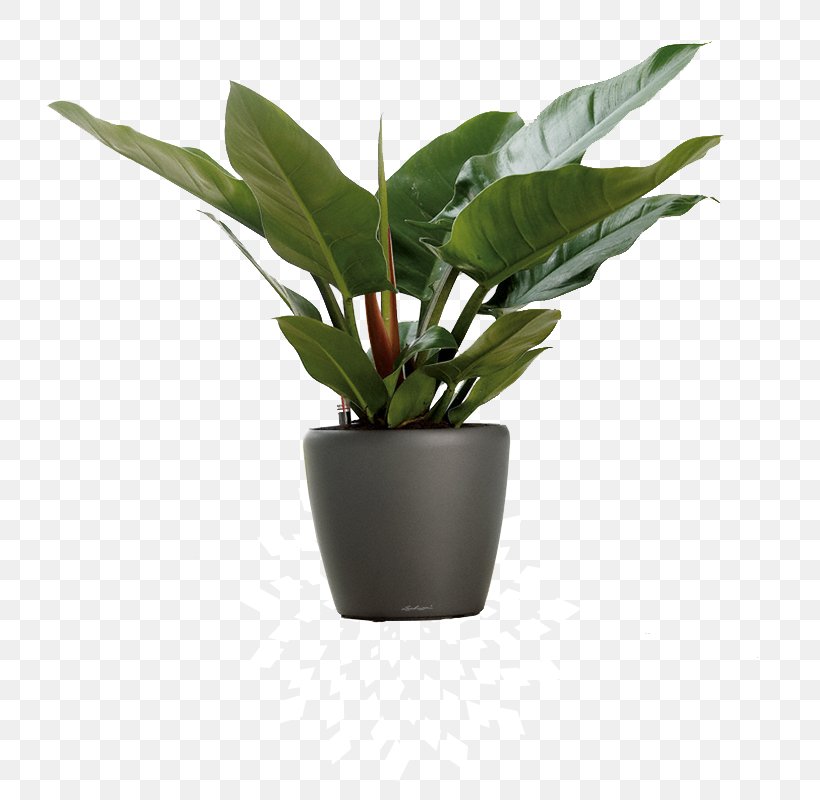 Flowerpot Parrot Houseplant, PNG, 800x800px, Flowerpot, Ceramic, Container, Cube, Cutting Download Free