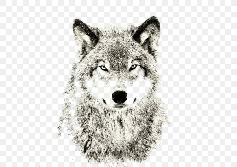 Gray Wolf Sheep Sleep Lone Wolf Puppy, PNG, 552x577px, Gray Wolf, Advertising, Black And White, Canis Lupus Tundrarum, Carnivoran Download Free