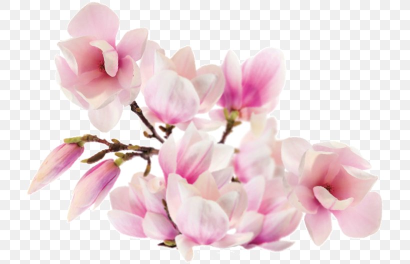 Magnolia ST.AU.150 MIN.V.UNC.NR AD Family Flower Petal, PNG, 717x528px, Magnolia, Blossom, Branch, Cherry Blossom, Family Download Free