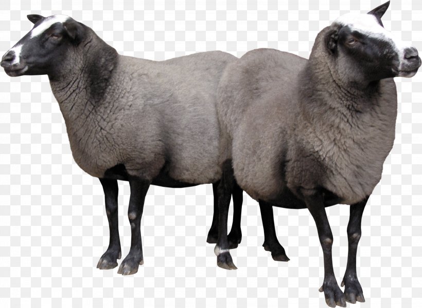 Merino Goat, PNG, 3008x2204px, Merino, Animal, Clipping Path, Cow Goat Family, Goat Download Free