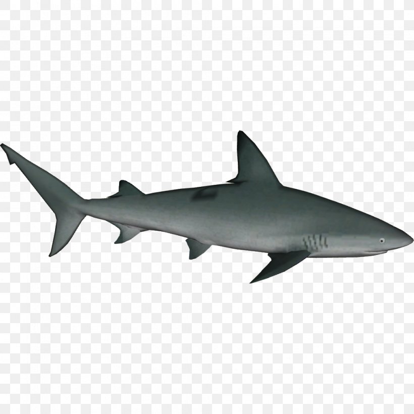 Sandbar Shark Tiger Shark Bull Shark Great White Shark Oceanic Whitetip Shark, PNG, 1015x1015px, Sandbar Shark, Basking Shark, Blue Shark, Bonnethead, Bull Shark Download Free