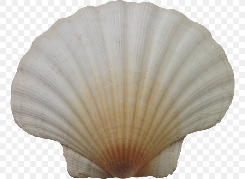Seashell Conchology Marine Clip Art, PNG, 750x599px, Seashell, Bivalvia, Cockle, Conchology, Decorative Fan Download Free