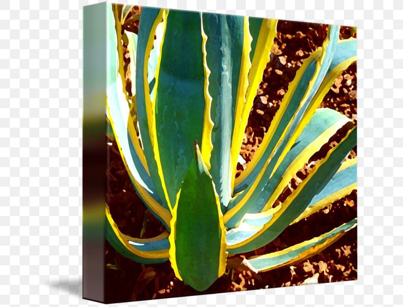 Agave Azul Majorelle Blue Majorelle Garden Citroën Cactus M Modern Art, PNG, 650x625px, Agave Azul, Agave, Aloe, Aloe Vera, Art Download Free