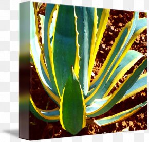 agave azul images agave azul transparent png free download favpng com