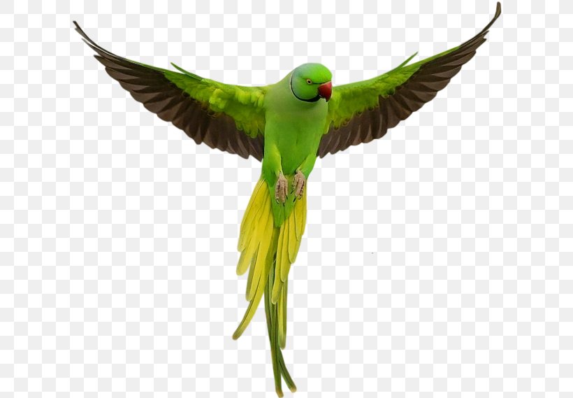 Bird Parrot, PNG, 616x569px, Cockatiel, Beak, Bird, Budgerigar, Budgie Download Free