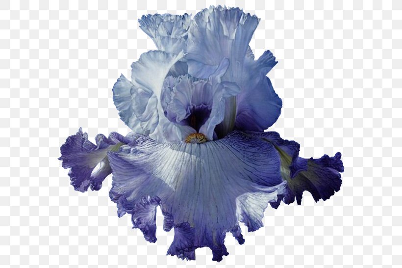 Blue Iris, PNG, 600x546px, Blue, Art, Cut Flowers, Flower, Flowering Plant Download Free