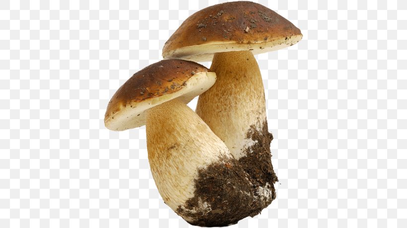 Boletus Edulis Fungus Mushroom Cep Truffle, PNG, 404x459px, Boletus Edulis, Amanita Muscaria, Boletus, Bread, Cep Download Free