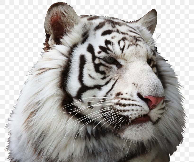 Bengal Tiger Baby Tigers Lion White Tiger, PNG, 1296x1080px, Bengal, Animal, Baby Tigers, Bengal Tiger, Big Cats Download Free