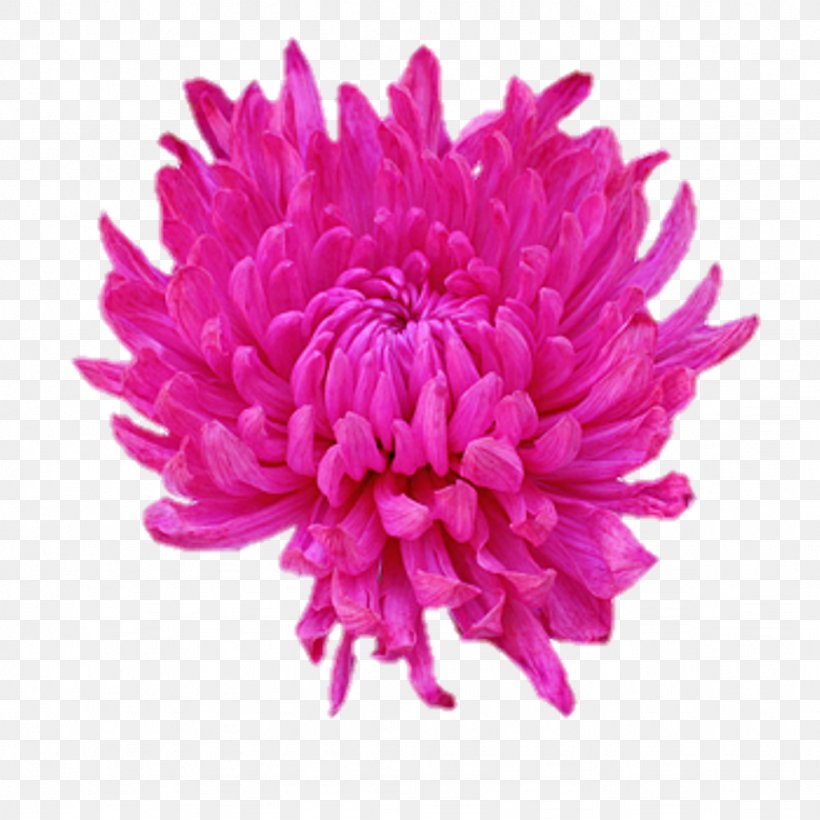 Dahlia Flower Clip Art, PNG, 1024x1024px, Dahlia, Aster, Blossom, Chrysanths, Cut Flowers Download Free