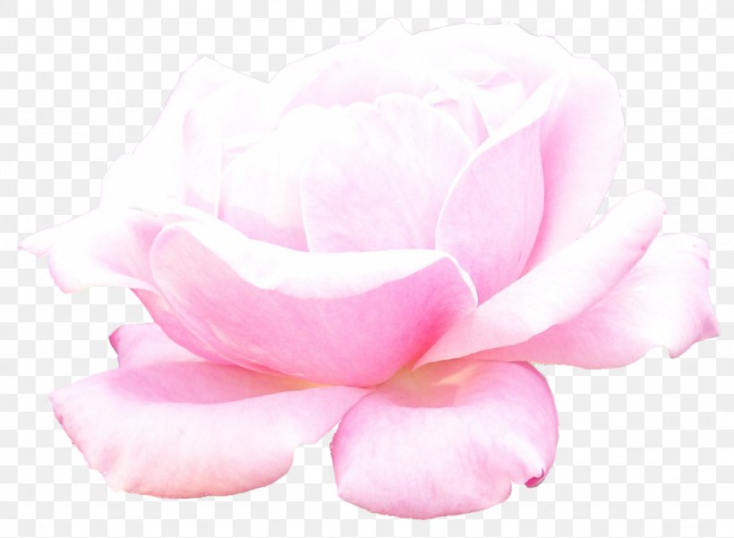 Garden Roses Centifolia Roses Pink Cut Flowers, PNG, 1024x751px, Garden Roses, Centifolia Roses, Close Up, Cut Flowers, Flower Download Free