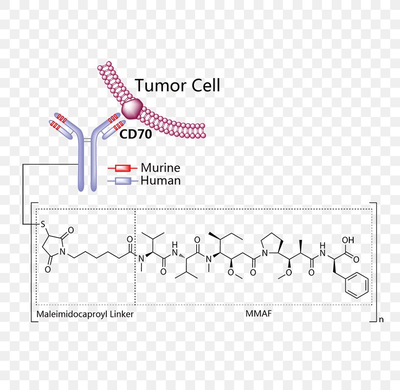 MD Anderson Lifastuzumab Vedotin Multiple Myeloma Cancer Monomethyl Auristatin E, PNG, 800x800px, Md Anderson, Antibody, Area, Cancer, Clinical Trial Download Free