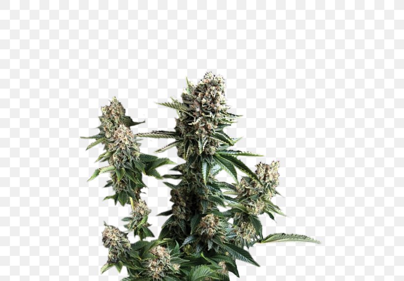 Cannabis White Widow Cultivar Seed Plant, PNG, 500x571px, Cannabis, Cultivar, Genetics, Gloomy Grim, Hemp Download Free