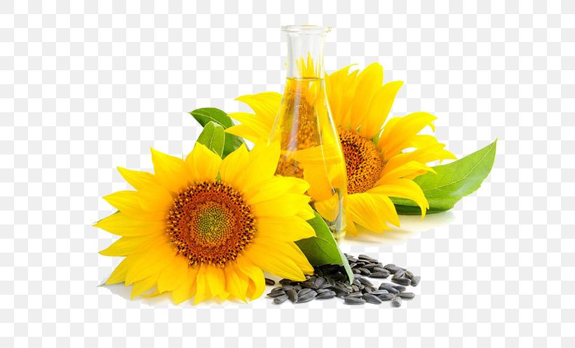 Common Sunflower Sunflower Oil Sunflower Seed Vegetable Oil, PNG, 658x496px, Common Sunflower, Canola, Cooking Oil, Cooking Oils, Corn Oil Download Free