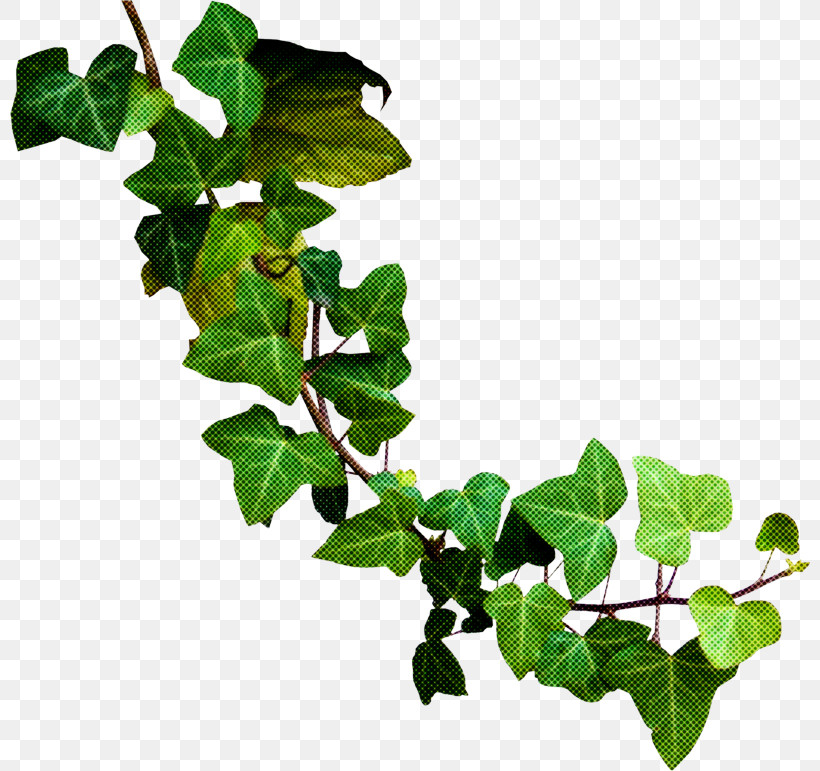 Leaf Plant Stem Flowerpot Tree Branching, PNG, 800x771px, Leaf, Biology, Branching, Flowerpot, Plant Download Free