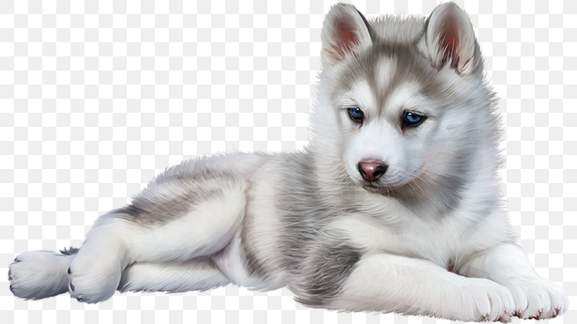Miniature Siberian Husky Canadian Eskimo Dog Tamaskan Dog Puppy, PNG, 800x460px, Miniature Siberian Husky, Alaskan Klee Kai, Alaskan Malamute, Canadian Eskimo Dog, Carnivoran Download Free