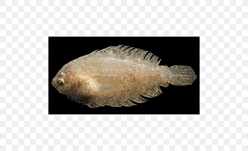 Red Sea North Sea Mediterranean Sea Flounder Fish, PNG, 500x500px, Red Sea, Bothidae, European Plaice, Fauna, Fish Download Free