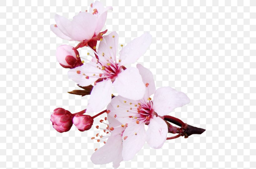 Cherry Blossom Flower Image Clip Art, PNG, 500x544px, Blossom, Botany, Branch, Cherry Blossom, Cut Flowers Download Free