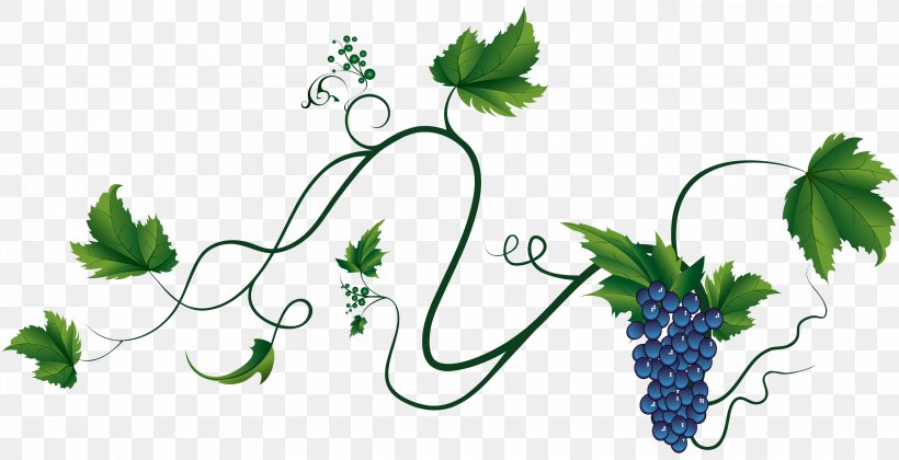 Common Grape Vine Wine Grape Leaves Zante Currant, PNG, 3820x1960px, Common Grape Vine, Branch, Dish, Flora, Flower Download Free