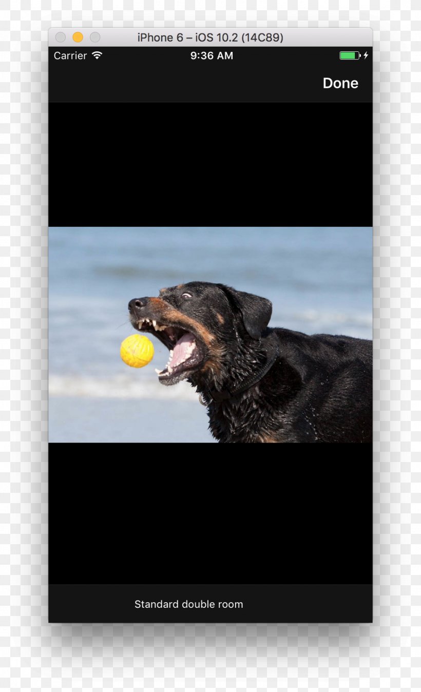 Dog Screenshot, PNG, 974x1602px, Dog, Advertising, Brand, Multimedia, Photo Caption Download Free