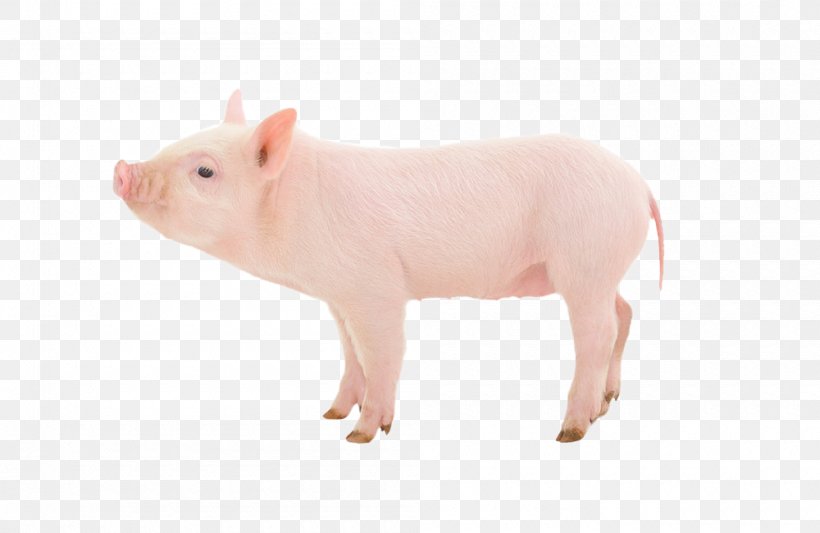 Domestic Pig Stock Photography Swine Influenza Pig Farming, PNG, 1000x650px, Domestic Pig, Animal, Animal Figure, Fauna, Livestock Download Free