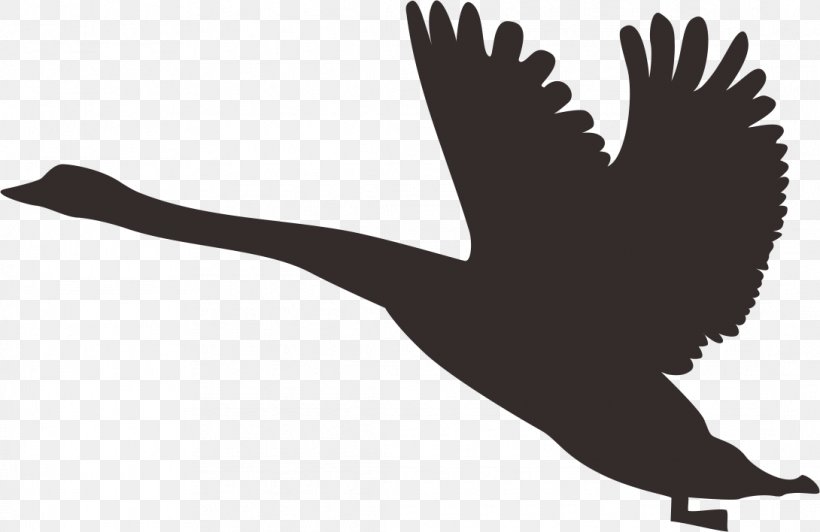Duck Swan Goose Silhouette, PNG, 1090x708px, Duck, Animal, Beak, Bird, Black And White Download Free
