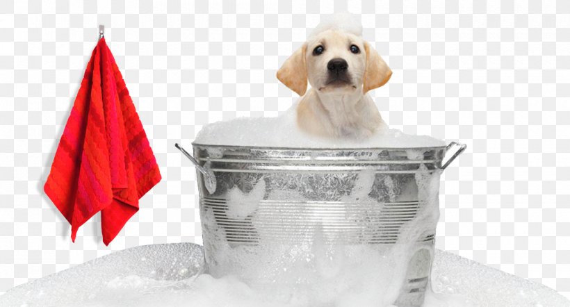 Labrador Retriever Puppy Pet Sitting Dog Grooming, PNG, 1020x551px, Labrador Retriever, Animal, Bedding, Carnivoran, Cat Download Free