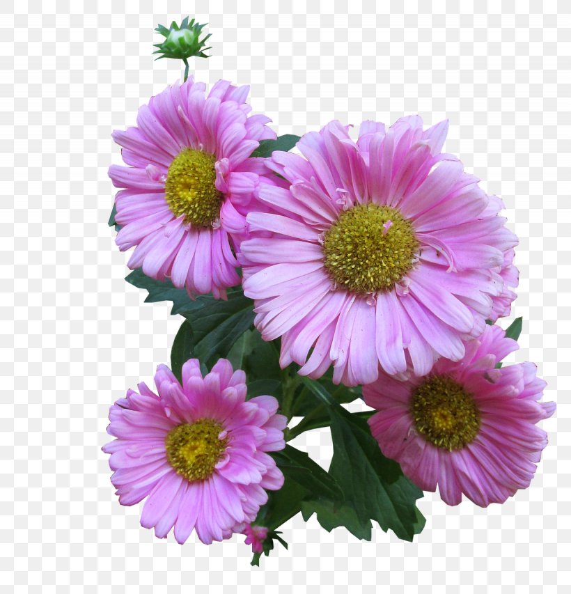 Clip Art, PNG, 1230x1280px, Common Daisy, Annual Plant, Aster, Chrysanths, Cut Flowers Download Free