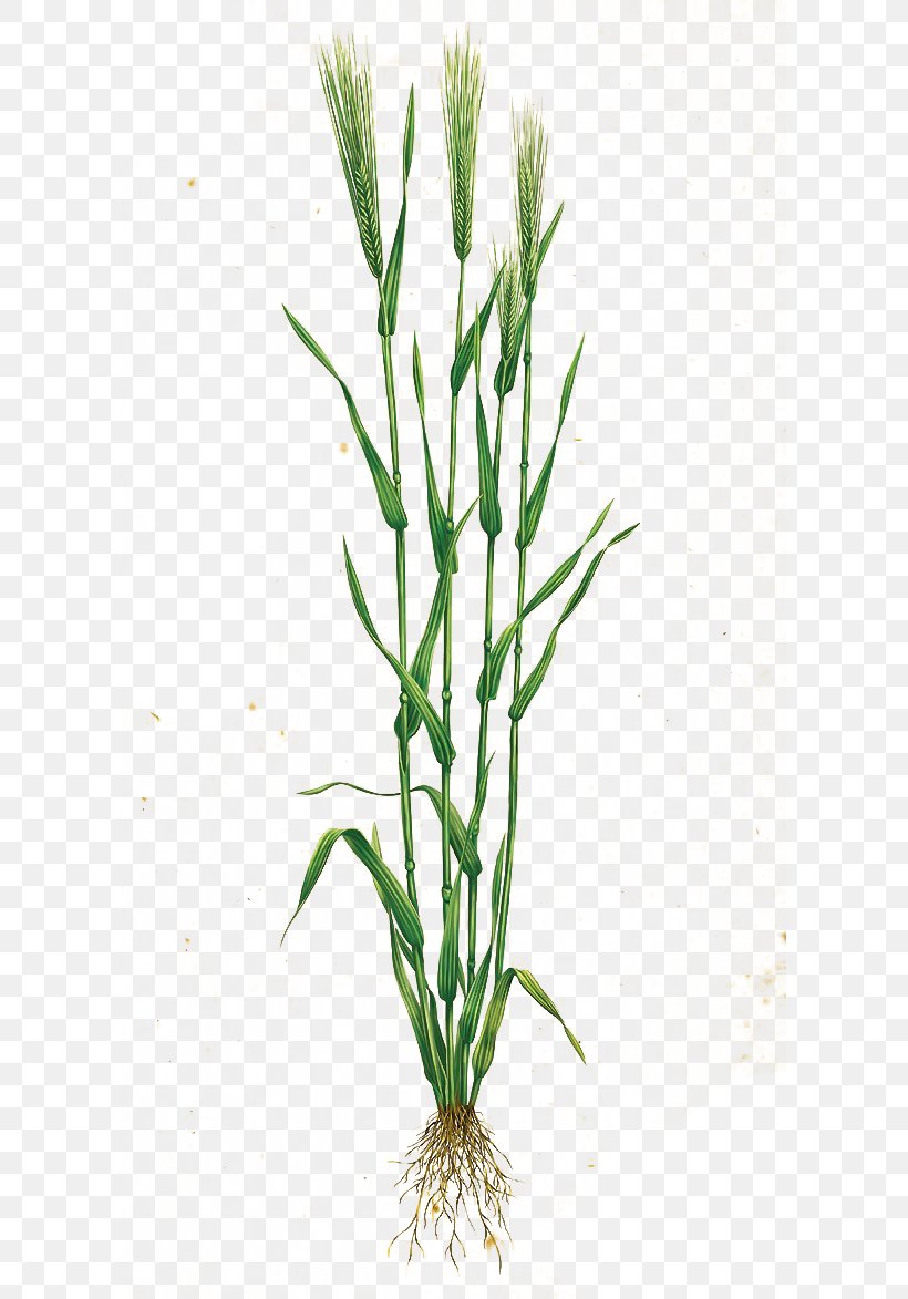 Download Grasses Icon, PNG, 600x1173px, Grasses, Commodity, Flowerpot, Food, Google Images Download Free