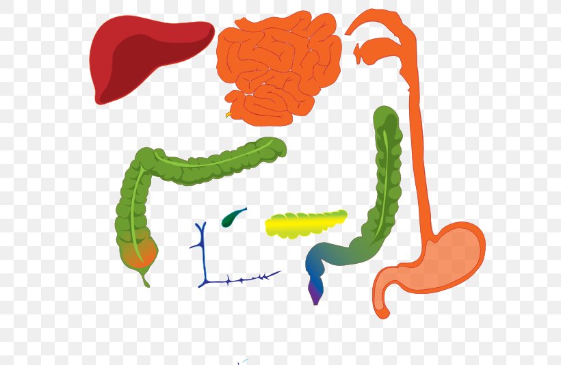 Gastrointestinal Tract Human Digestive System Digestion Human Body Clip Art, PNG, 600x534px, Watercolor, Cartoon, Flower, Frame, Heart Download Free