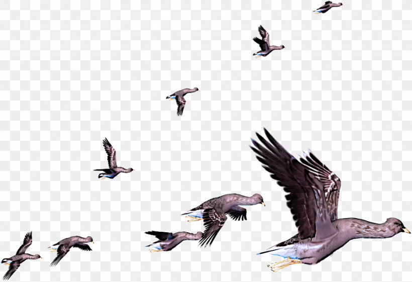 Goose Birds Bird Migration Penguins Arctic Tern, PNG, 935x640px, Goose, Animal Migration, Arctic Tern, Beak, Bird Migration Download Free