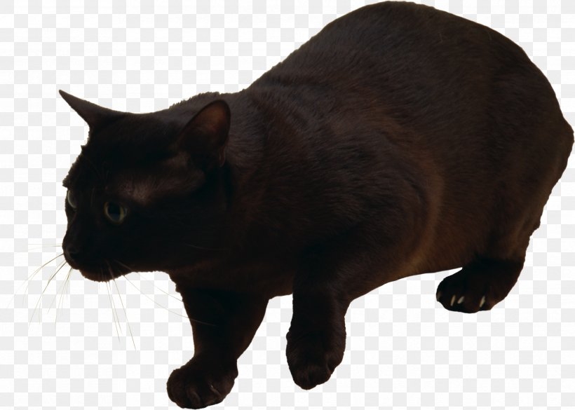 Manx Cat Havana Brown Felidae Kitten Black Cat, PNG, 2486x1774px, Manx Cat, Asian, Black Cat, Carnivora, Carnivoran Download Free