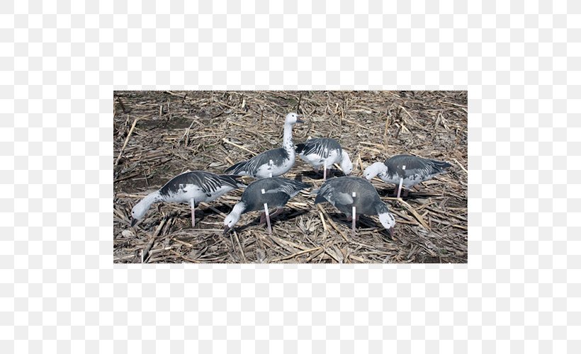 Snow Goose Decoy Crane Canada Goose, PNG, 500x500px, Goose, Anatidae, Beak, Bird, Camouflage Download Free