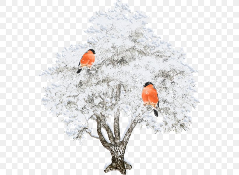 Blog Tree Winter Albom Clip Art, PNG, 554x600px, Blog, Albom, Branch, Diary, Photography Download Free