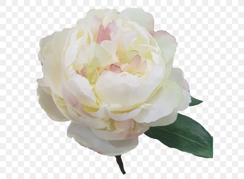 Cabbage Rose Cut Flowers Peony Petal House, PNG, 800x600px, Cabbage Rose, Cream, Cut Flowers, Diameter, Flower Download Free